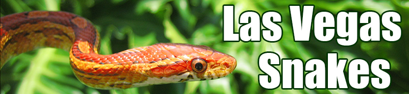 Las Vegas snake